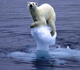 Picture of a polar bear sitting on a meting piece of ice.
